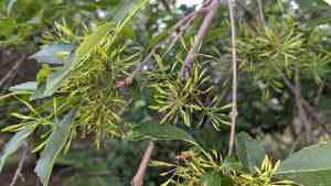 Mexican ash(Fraxinus berlandieriana)