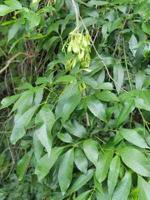 Mexican ash(Fraxinus berlandieriana)