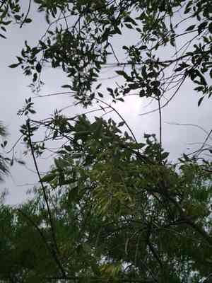 Mexican ash(Fraxinus berlandieriana)