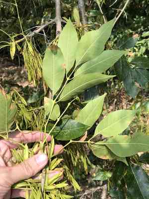 Mexican ash(Fraxinus berlandieriana)