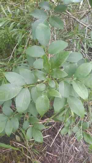 Carolina ash(Fraxinus caroliniana)