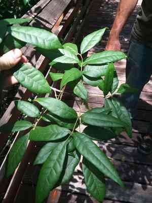 Carolina ash(Fraxinus caroliniana)