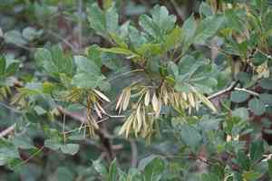 Carolina ash(Fraxinus caroliniana)