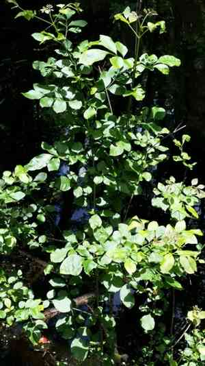 Carolina ash(Fraxinus caroliniana)