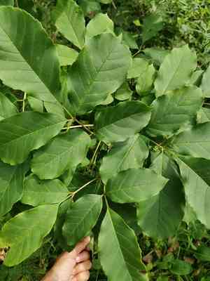 Chinese ash(Fraxinus chinensis)
