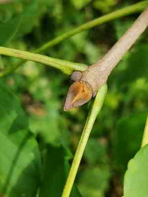 Chinese ash(Fraxinus chinensis)