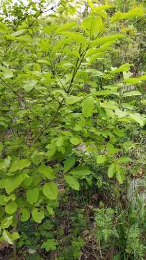 Chinese ash(Fraxinus chinensis)