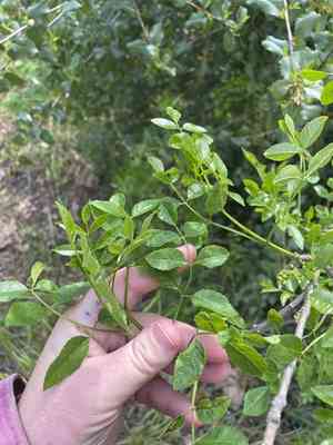 California ash(Fraxinus dipetala)