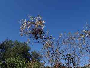 California ash(Fraxinus dipetala)