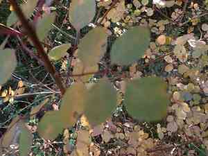 California ash(Fraxinus dipetala)