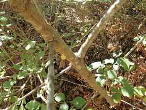 California ash(Fraxinus dipetala)
