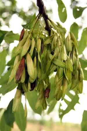 European ash(Fraxinus excelsior)