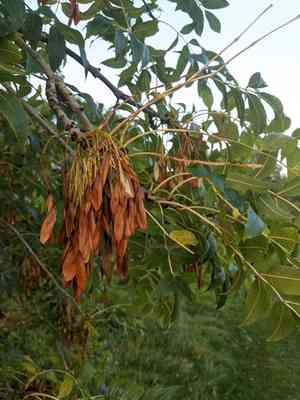 European ash(Fraxinus excelsior)