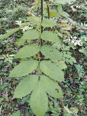 European ash(Fraxinus excelsior)
