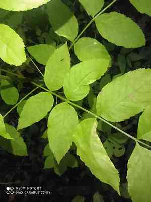 European ash(Fraxinus excelsior)