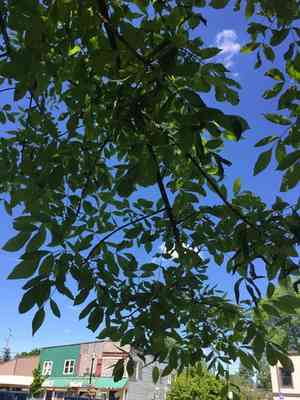 Oregon ash(Fraxinus latifolia)