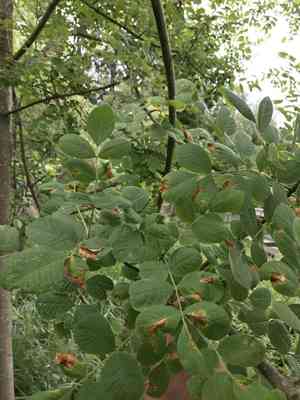 Oregon ash(Fraxinus latifolia)