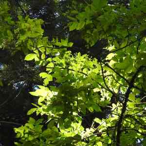 Oregon ash(Fraxinus latifolia)