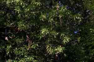 Oregon ash(Fraxinus latifolia)