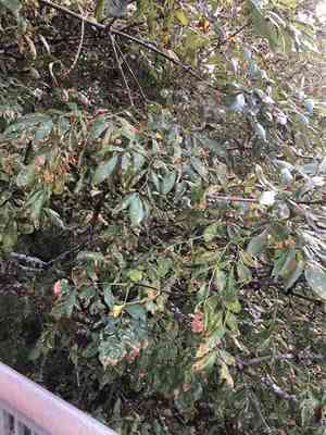 Oregon ash(Fraxinus latifolia)