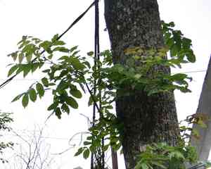Manchurian ash(Fraxinus mandshurica)
