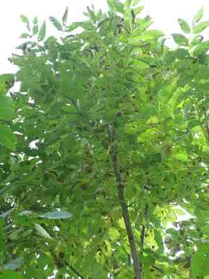 Manchurian ash(Fraxinus mandshurica)