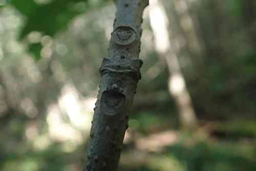 Black ash(Fraxinus nigra)