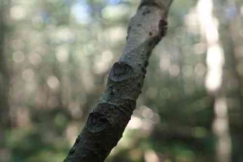 Black ash(Fraxinus nigra)