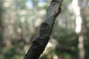 Black ash(Fraxinus nigra)