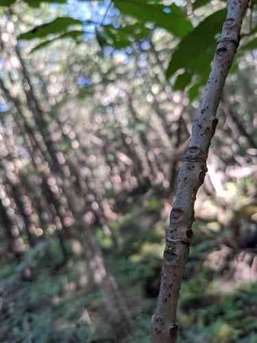 Black ash(Fraxinus nigra)