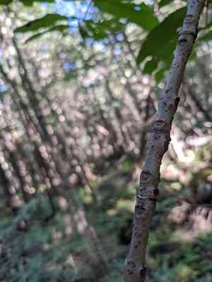 Black ash(Fraxinus nigra)