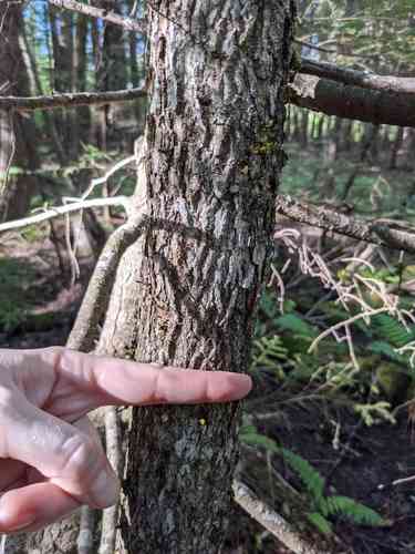 Black ash(Fraxinus nigra)