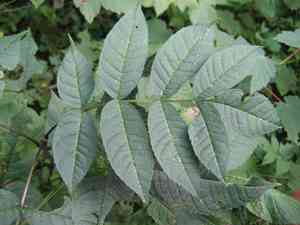 Black ash(Fraxinus nigra)