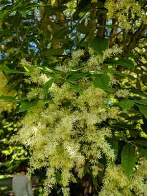Manna ash(Fraxinus ornus)