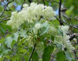 Manna ash(Fraxinus ornus)