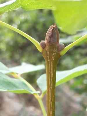 Manna ash(Fraxinus ornus)