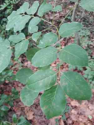 Manna ash(Fraxinus ornus)