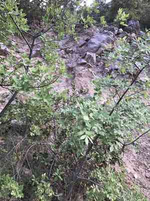 Chihuahuan ash(Fraxinus papillosa)