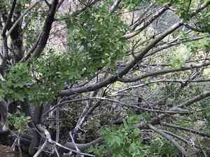Chihuahuan ash(Fraxinus papillosa)