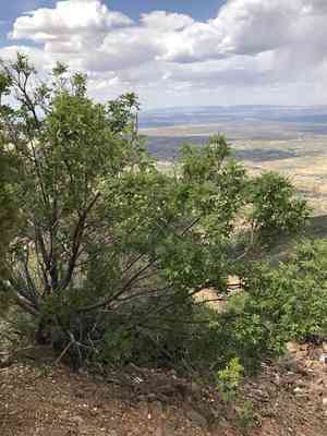 Chihuahuan ash(Fraxinus papillosa)