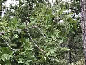 Chihuahuan ash(Fraxinus papillosa)