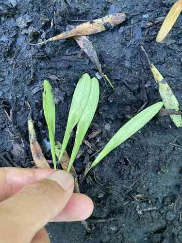 Pumpkin ash(Fraxinus profunda)