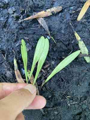 Pumpkin ash(Fraxinus profunda)