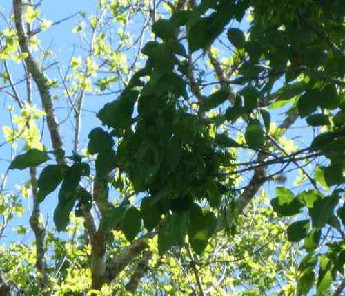 Pumpkin ash(Fraxinus profunda)