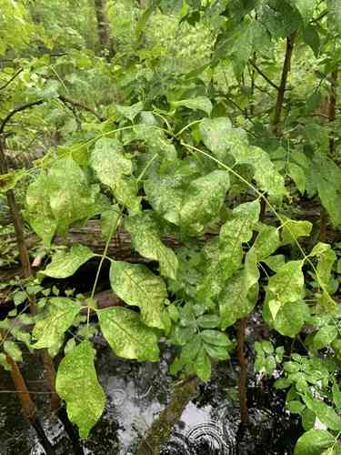 Pumpkin ash(Fraxinus profunda)