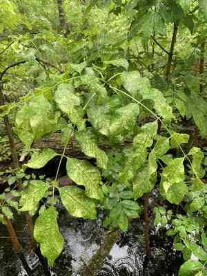 Pumpkin ash(Fraxinus profunda)