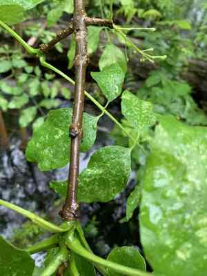Pumpkin ash(Fraxinus profunda)