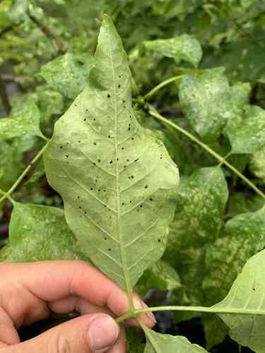 Pumpkin ash(Fraxinus profunda)