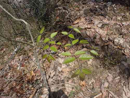 Blue ash(Fraxinus quadrangulata)