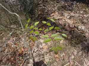 Blue ash(Fraxinus quadrangulata)